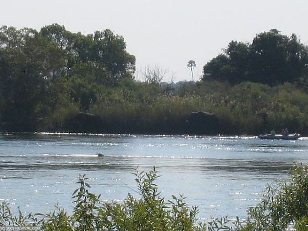 Zambia - 2 Elephant across the Zambezi River.jpg (Large)